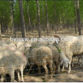 Valla de malla de alambre de oveja